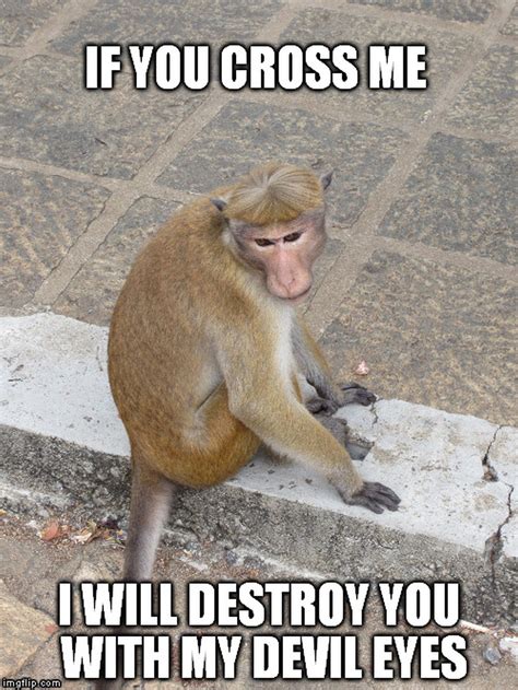 monkey memes|More.